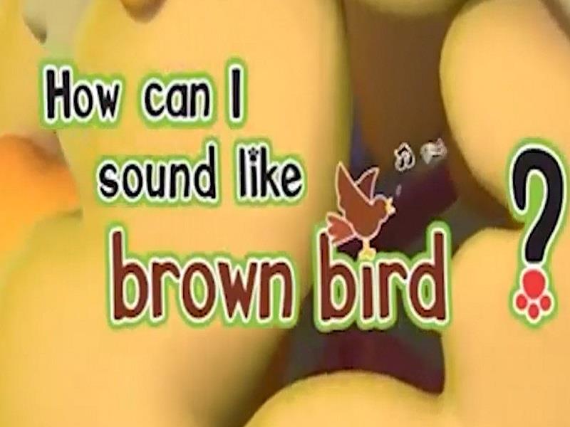 brown bird